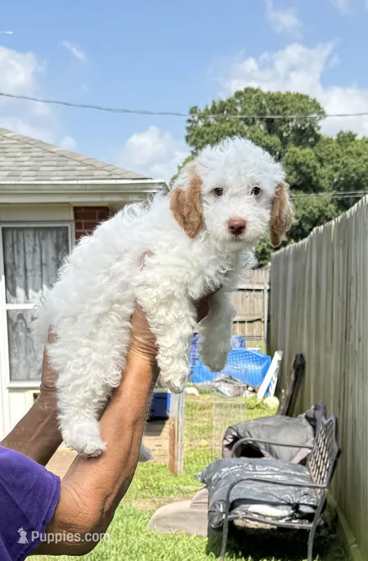 Adam – Miniature Goldendoodle puppy for sale in Kenner, LA