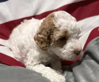 Lizzy, a female Miniature Goldendoodle for sale in Kenner, LA – 9 of 9