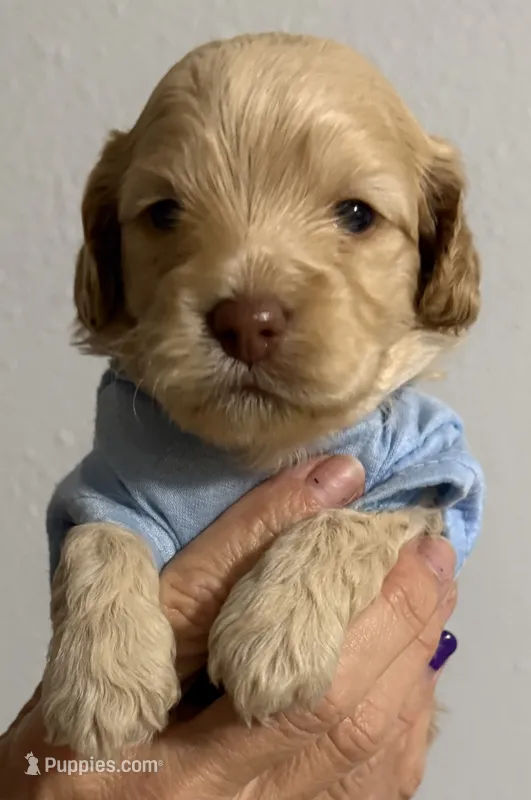 Chase – Cockapoo, Cocker Spaniel puppy on hold in Kenner, LA