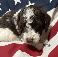 Elvis, a male Miniature Goldendoodle for sale in Kenner, LA – 8 of 9