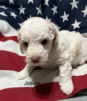 Jessie, a male Miniature Goldendoodle for sale in Kenner, LA – 8 of 10