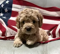 Cassie, a female Cockapoo and Poodle - Toy  for sale in Kenner, LA – 10 of 10