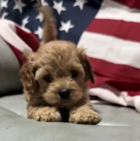 Lil’Miss, a female Cockapoo and Poodle - Toy  for sale in Kenner, LA – 2 of 10