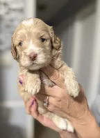 Jackson, a male Cockapoo and Cocker Spaniel for sale in Kenner, LA – 3 of 7