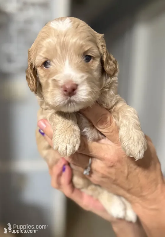 Jackson, a male Cockapoo and Cocker Spaniel for sale in Kenner, LA – 1 of 7