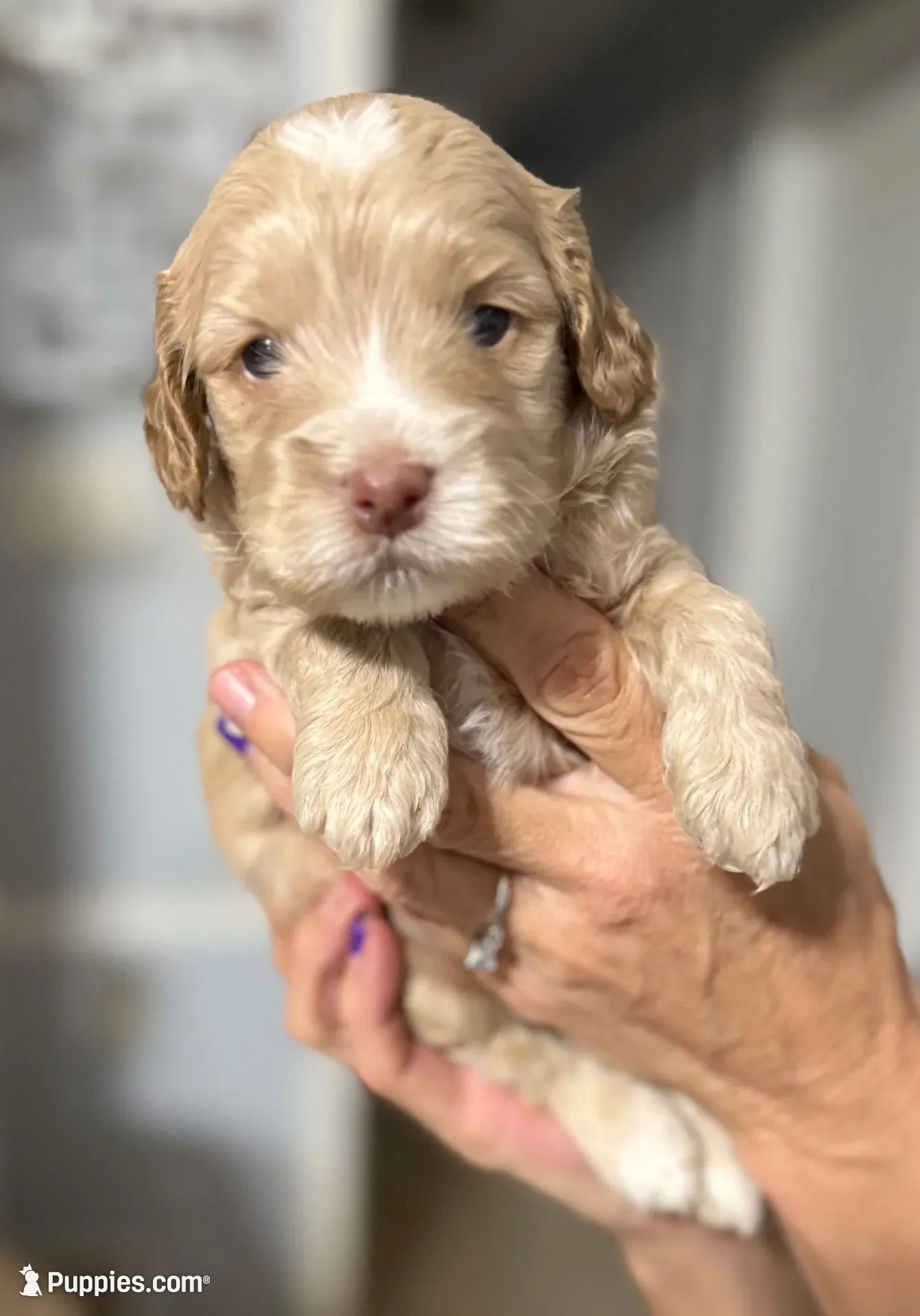 Jackson, a male Cockapoo and Cocker Spaniel for sale in Kenner, LA – 1 of 7