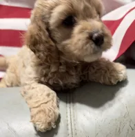 Cassie, a female Cockapoo and Poodle - Toy  for sale in Kenner, LA – 9 of 10