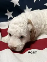 Adam, a male Miniature Goldendoodle for sale in Kenner, LA – 7 of 10