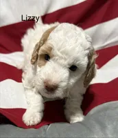 Lizzy, a female Miniature Goldendoodle for sale in Kenner, LA – 5 of 9