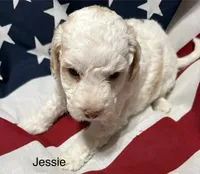 Jessie, a male Miniature Goldendoodle for sale in Kenner, LA – 7 of 10