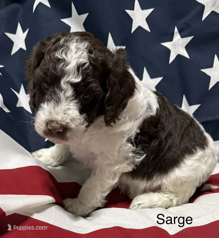 Sarge – Miniature Goldendoodle puppy for sale in Kenner, LA