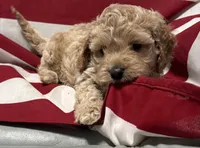 Cassie, a female Cockapoo and Poodle - Toy  for sale in Kenner, LA – 8 of 10