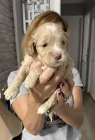 Jackson, a male Cockapoo and Cocker Spaniel for sale in Kenner, LA – 4 of 7