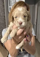 Jackson, a male Cockapoo and Cocker Spaniel for sale in Kenner, LA – 6 of 7