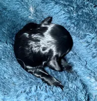 Beaux, a male Cockapoo and Cocker Spaniel for sale in Kenner, LA – 2 of 3