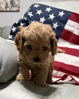 Lil’Miss, a female Cockapoo and Poodle - Toy  for sale in Kenner, LA – 6 of 10