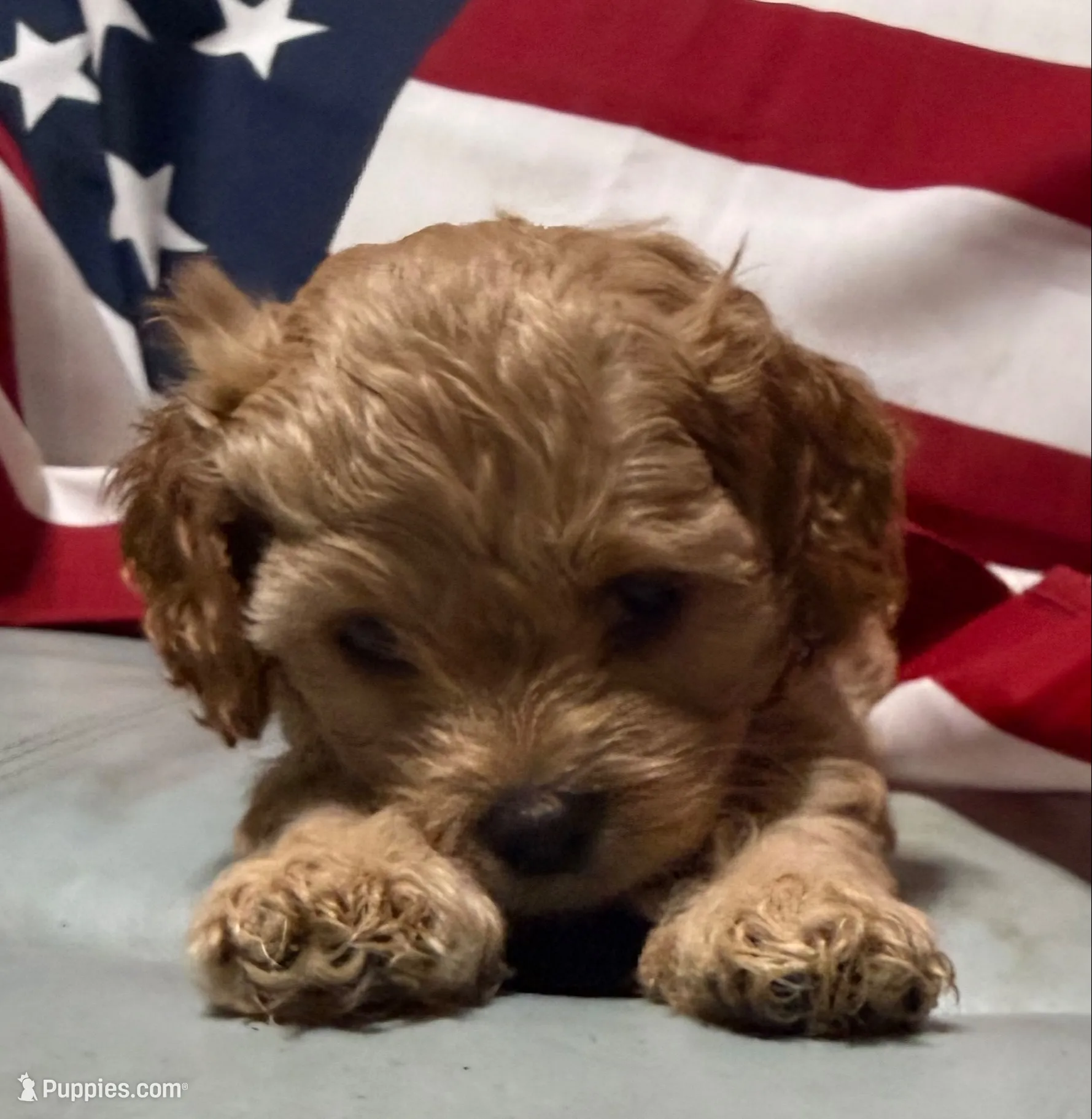 Lil’Miss, a female Cockapoo and Poodle - Toy  for sale in Kenner, LA – 3 of 10