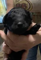 Beauty, a female Goldendoodle for sale in Kenner, LA – Photo 3 of 6