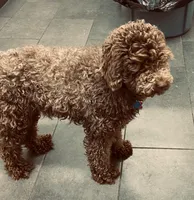 Beauty, a female Goldendoodle for sale in Kenner, LA – Photo 6 of 6