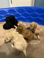 Beauty, a female Goldendoodle for sale in Kenner, LA – Photo 1 of 6