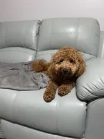 Beauty, a female Goldendoodle for sale in Kenner, LA – Photo 5 of 6