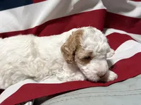 Lizzy, a female Miniature Goldendoodle for sale in Kenner, LA – 7 of 9