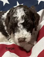 Sarge, a male Miniature Goldendoodle for sale in Kenner, LA – 3 of 10