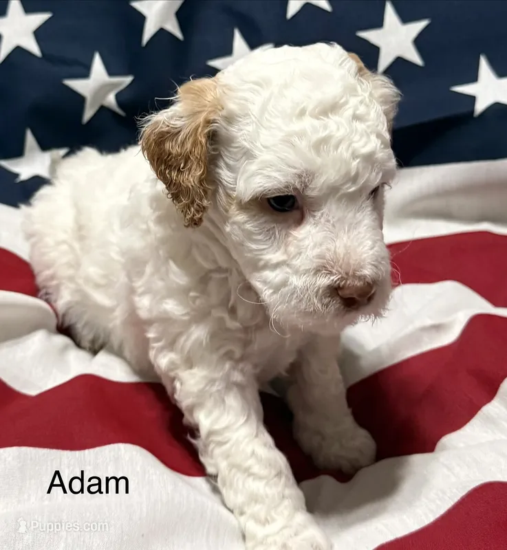 Adam – Miniature Goldendoodle puppy for sale in Kenner, LA