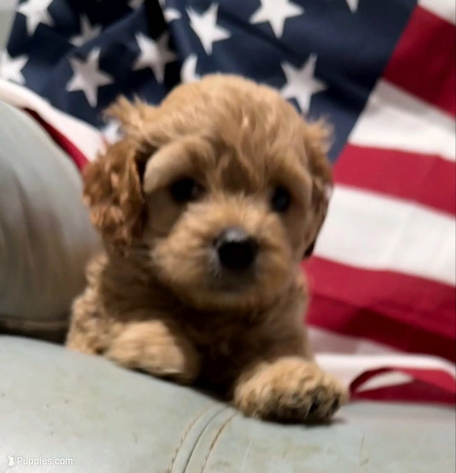 Lil’Miss, a female Cockapoo and Poodle - Toy  for sale in Kenner, LA – 8 of 10