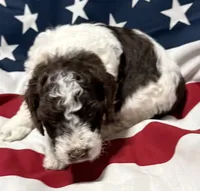 Elvis, a male Miniature Goldendoodle for sale in Kenner, LA – 4 of 9