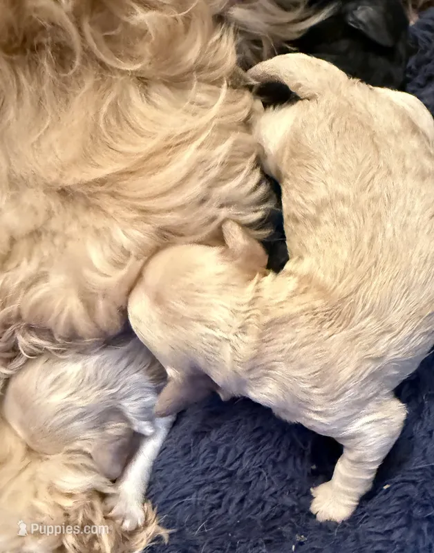 Jackson – Cockapoo, Cocker Spaniel puppy for sale in Kenner, LA