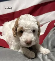 Lizzy, a female Miniature Goldendoodle for sale in Kenner, LA – 6 of 9