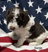 Elvis, a male Miniature Goldendoodle for sale in Kenner, LA – 1 of 9