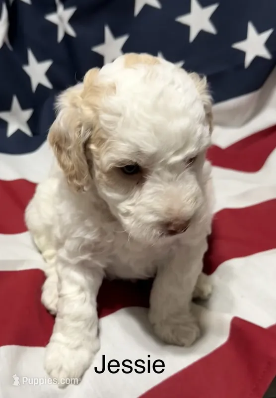 Jessie – Miniature Goldendoodle puppy for sale in Kenner, LA