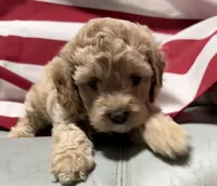 Cassie, a female Cockapoo and Poodle - Toy  for sale in Kenner, LA – 6 of 10