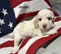 Jessie, a male Miniature Goldendoodle for sale in Kenner, LA – 6 of 10