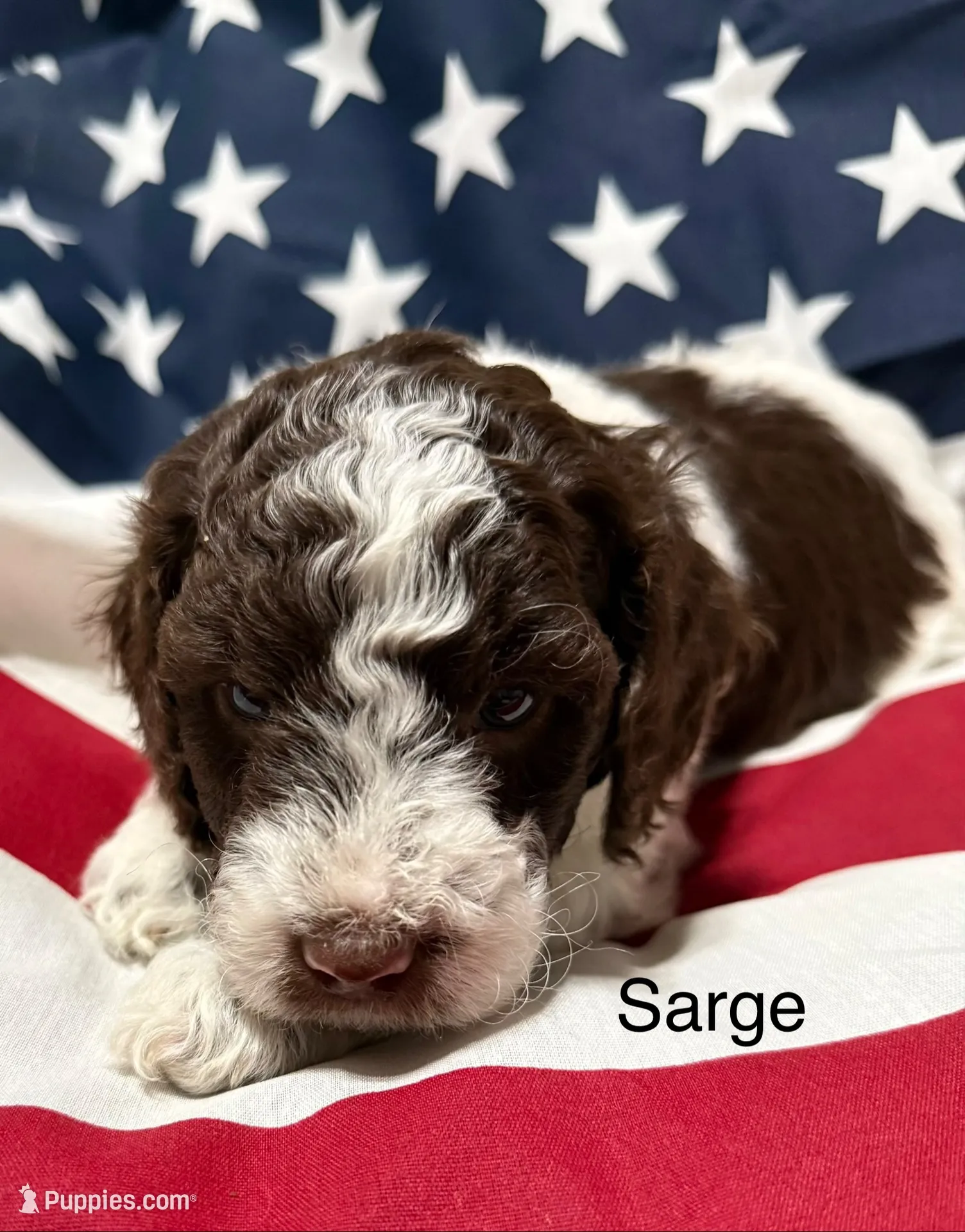 Sarge, a male Miniature Goldendoodle for sale in Kenner, LA – 7 of 10