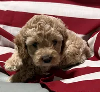 Cassie, a female Cockapoo and Poodle - Toy  for sale in Kenner, LA – 7 of 10
