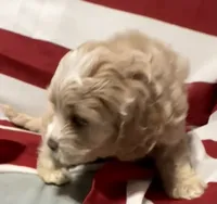 Bonnie, a female Cockapoo and Poodle - Toy  for sale in Kenner, LA – 3 of 8