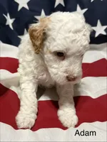Adam, a male Miniature Goldendoodle for sale in Kenner, LA – 4 of 10