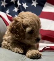 Lil’Miss, a female Cockapoo and Poodle - Toy  for sale in Kenner, LA – 7 of 10
