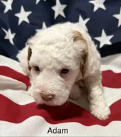 Adam, a male Miniature Goldendoodle for sale in Kenner, LA – 10 of 10