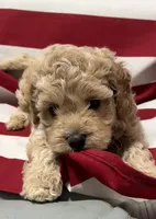 Cassie, a female Cockapoo and Poodle - Toy  for sale in Kenner, LA – 4 of 10