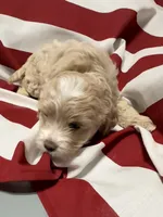 Bonnie, a female Cockapoo and Poodle - Toy  for sale in Kenner, LA – 8 of 8