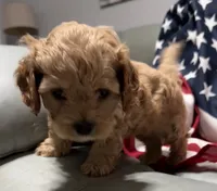 Lil’Miss, a female Cockapoo and Poodle - Toy  for sale in Kenner, LA – 4 of 10