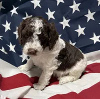 Sarge, a male Miniature Goldendoodle for sale in Kenner, LA – 6 of 10