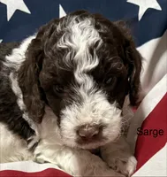 Sarge, a male Miniature Goldendoodle for sale in Kenner, LA – 2 of 10