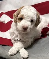 Lizzy, a female Miniature Goldendoodle for sale in Kenner, LA – 8 of 9