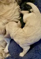 Chase, a male Cockapoo and Cocker Spaniel for sale in Kenner, LA – 1 of 1