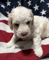 Jessie, a male Miniature Goldendoodle for sale in Kenner, LA – 2 of 10